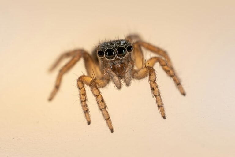 pattern coherence observation noted